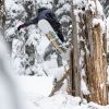 SNOWBOARD GNU VELVET WMS 4